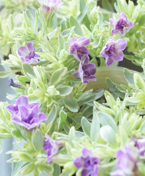 マツバラフラワーファーム】 カリブラコア'ボンヌユムール マジック