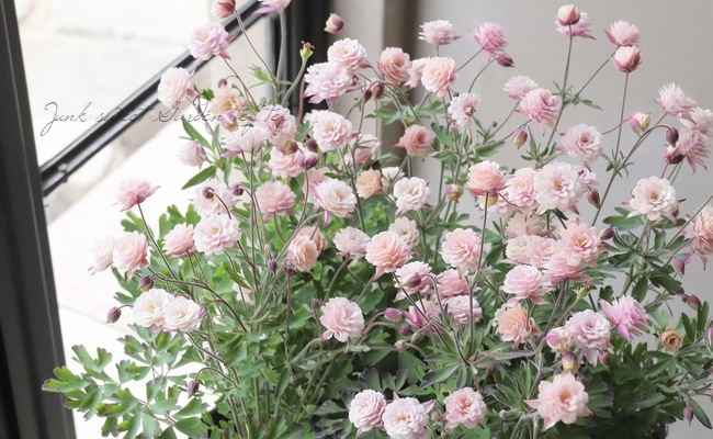 LUXURY SELECTIONtef*tef*ꥸʥ롪Ȭź餭ޥإ饷륻ԥ 1ʪA