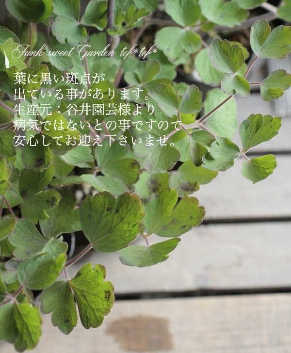 LUXURY SELECTIONtef*tef*ꥸʥ롪Ȭź餭ޥإ饷륻ԥ 1ʪA