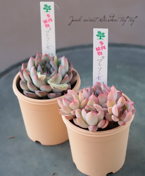 多肉植物】 『プレリンゼ』 エケベリア属 | すべての商品 | | Junk