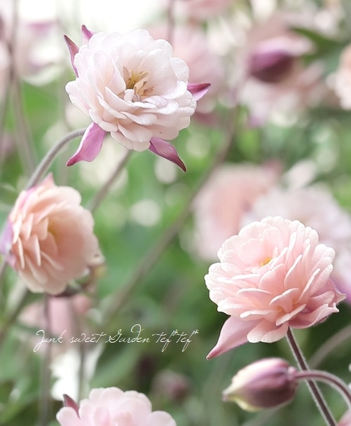 LUXURY SELECTIONtef*tef*ꥸʥ롪Ȭź餭ޥإ饷륻ԥ 1ʪA