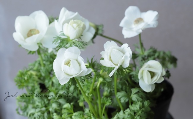 アネモネ400ml♪ 2年物！極 -きわみ-】 アネモネ・ポルト 『ホワイト』 | すべて