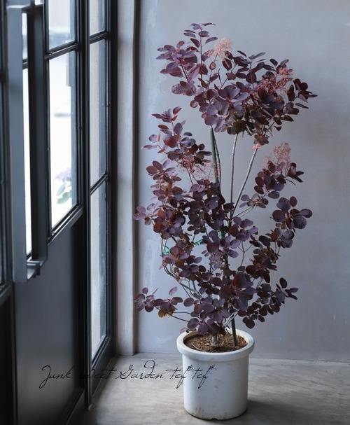 スモークツリー 『ベルベットクローク』 | すべての商品