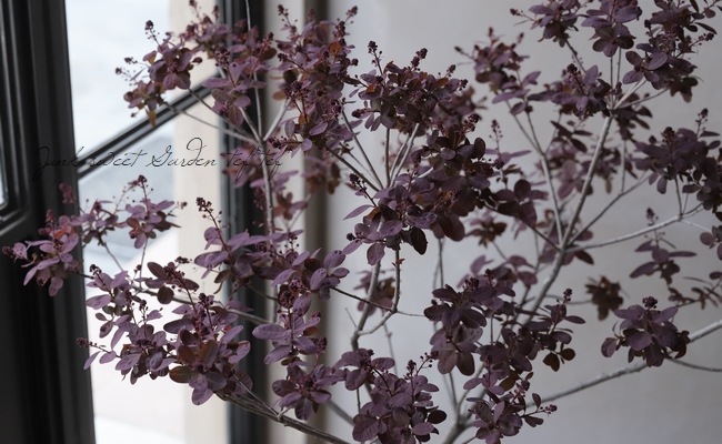 スモークツリー 『ベルベットクローク』 | すべての商品 | | Junk