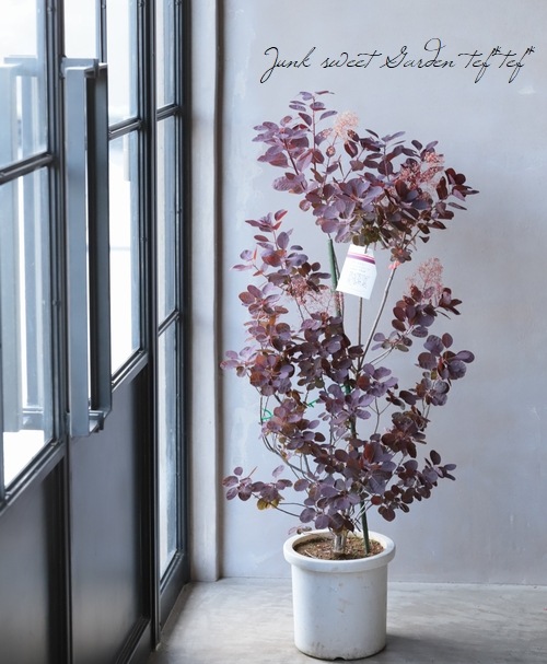 スモークツリー 『ベルベットクローク』 | すべての商品 | | Junk