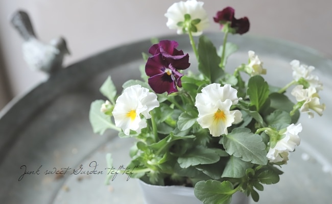 ○小輪フリルビオラ 『華あられ』 花日和オリジナル 【2色咲き