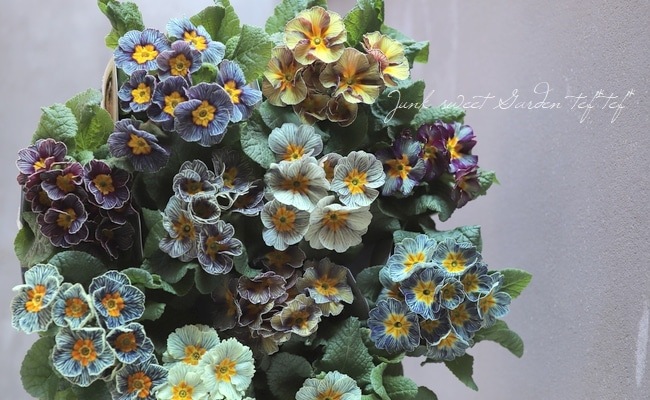 �ھ�����ݥ��ꥸ�ʥ�� �ץ��顡�إ���ƥ������ޥꥢ������١�Ω���� ��B��