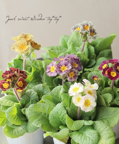 松原園芸オリジナル】 プリムラ 『アンティークマリアージュ』 立ち性