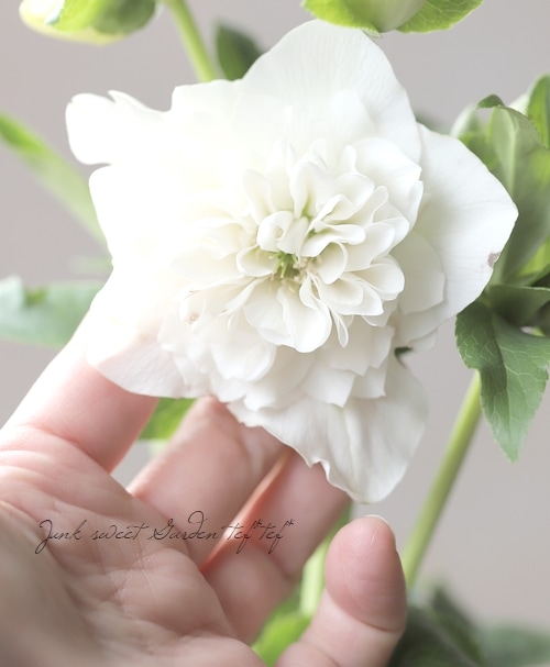 クリスマスローズ 『川久保交配・超多弁ダブル』 2025【No.45