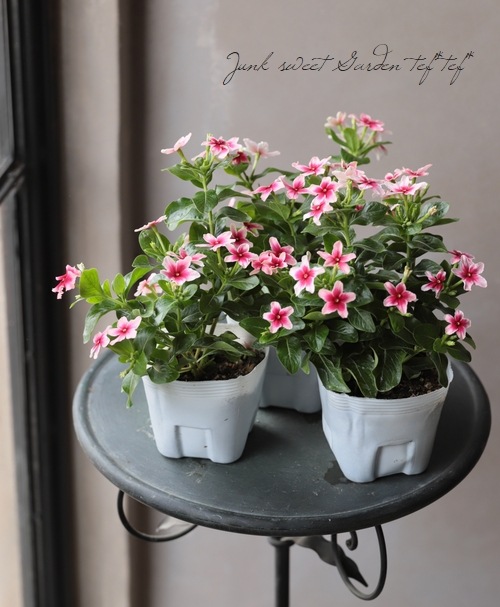 ニチニチソウ 『サンセットスター(仮）』 | すべての商品 | | Junk