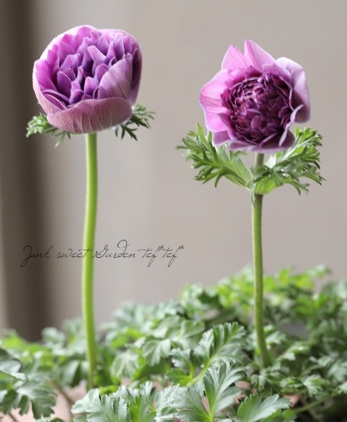 ムラサキの魅惑なアネモネ 直前】アネモネ ミストラルボルドー(濃い紫