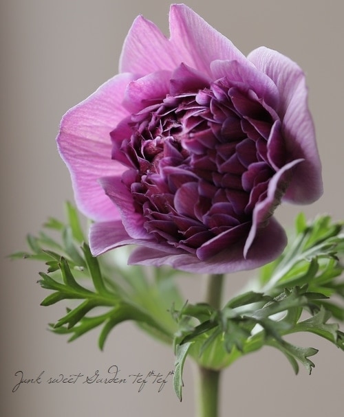 ムラサキの魅惑なアネモネ 2株植えの八重咲きアネモネ・ポルトダブル「ブルー」