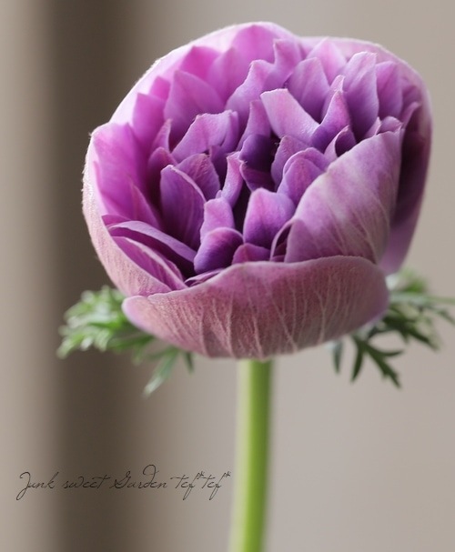 ムラサキの魅惑なアネモネ 直前】アネモネ ミストラルボルドー(濃い紫