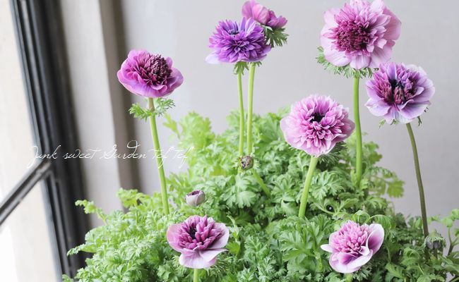 ムラサキの魅惑なアネモネ 八重咲きアネモネ 『アンアリス』 【パープル系】 | すべての