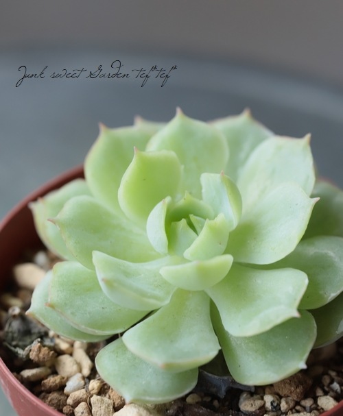 ¿ʪ ̥Ǥη١٥ꥢ°