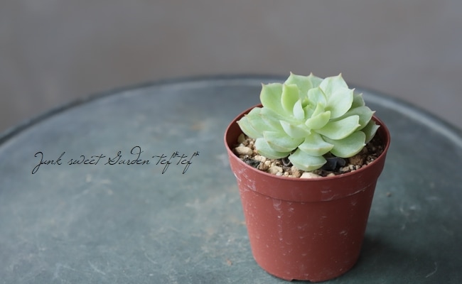 ¿ʪ ̥Ǥη١٥ꥢ°