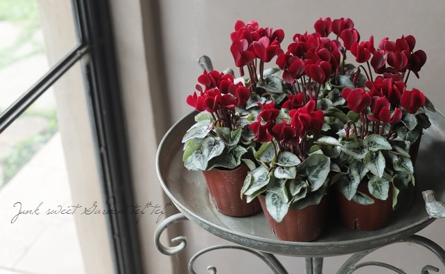 ミニシクラメン 『ディープマゼンタ・タキシード』 | すべての商品