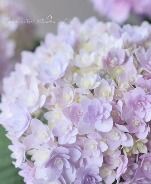 秋色紫陽花品種 『ごきげんよう』 マーブル | すべての商品 | | Junk