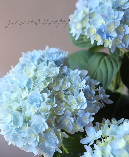 秋色紫陽花品種 『ごきげんよう』 マーブル | すべての商品 | | Junk