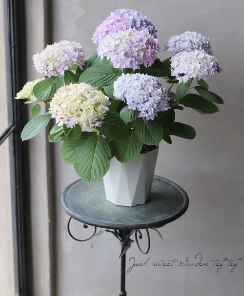 秋色紫陽花品種 ごきげんよう マーブル すべての商品 Junk Sweet Garden Tef Tef 秋色紫陽花品種 ごきげんよう マーブル すべての商品 Junk Sweet Garden Tef Tef