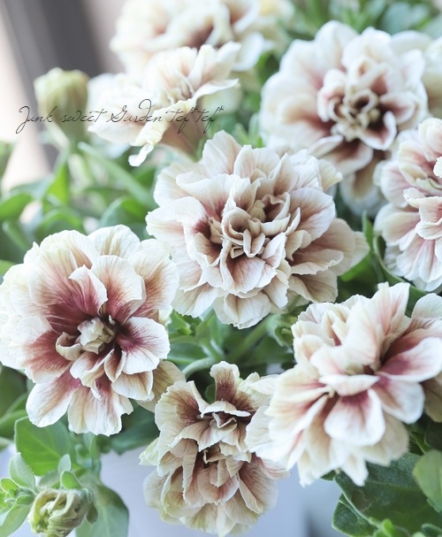 ڲ¤󥪥ꥸʥ ڥ˥ۥåץޥ󡡡إ祳֥