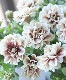 ڲ¤󥪥ꥸʥ ڥ˥ۥåץޥ󡡡إ祳֥
