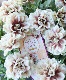 ڲ¤󥪥ꥸʥ ڥ˥ۥåץޥ󡡡إ祳֥