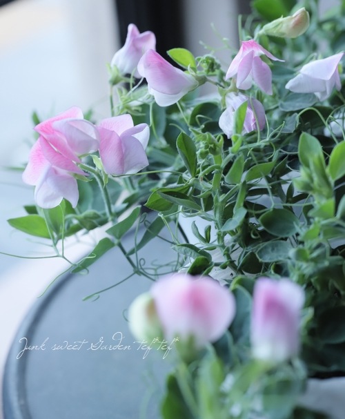 �����������ȥԡ� �إ��塼�ԥåɡ�