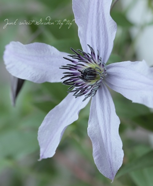 クレマチス・インテグリフォリア系 『流星』 | すべての商品 | | Junk