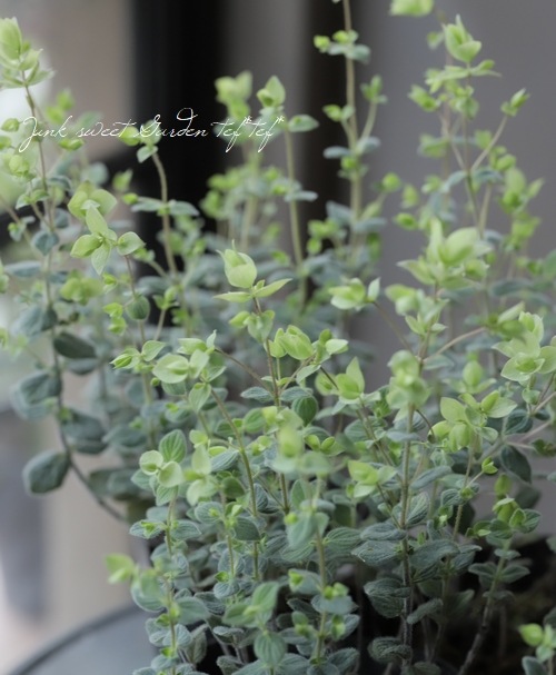 �֥��쥬�� �إͥ���饤�ȡ�