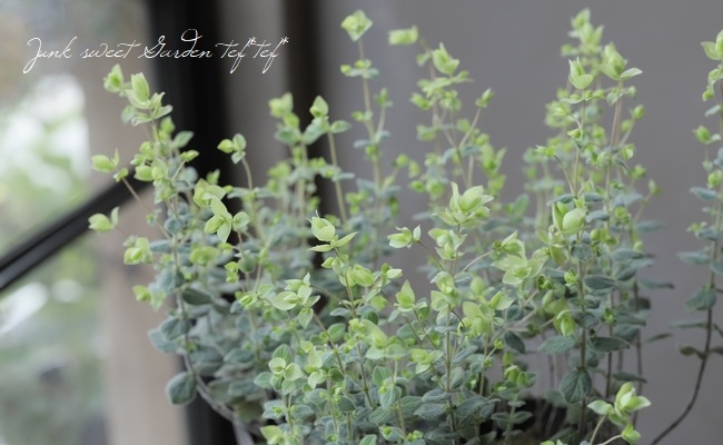 �֥��쥬�� �إͥ���饤�ȡ�