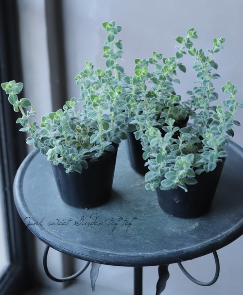 �֥��쥬�� �إͥ���饤�ȡ�