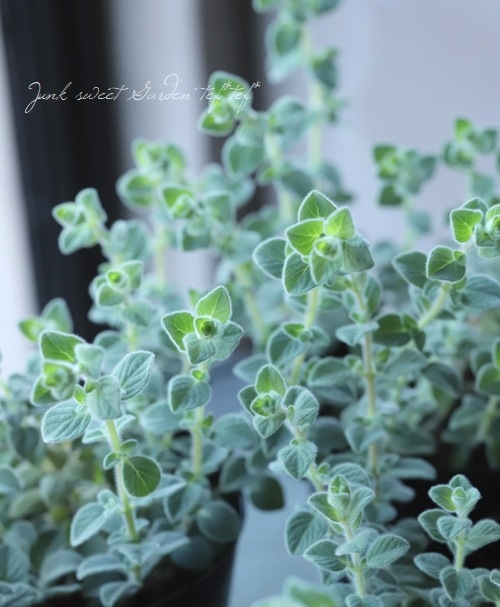 �֥��쥬�� �إͥ���饤�ȡ�