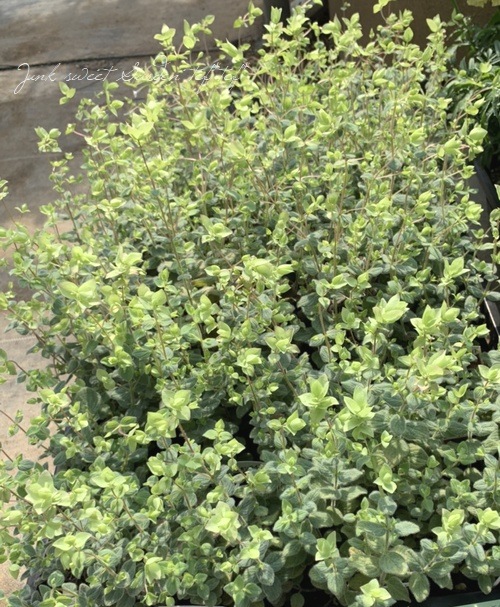 �֥��쥬�� �إͥ���饤�ȡ�