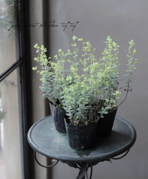 �֥��쥬�� �إͥ���饤�ȡ�