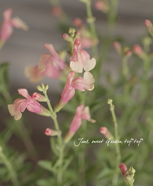 ハーブの苗 チェリーセージライトサーモンピンク3号ポット 開店記念セール