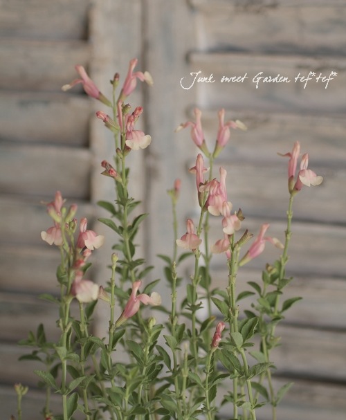 チェリーセージ 『サーモンイエロー』 『サーモンウィズピンク