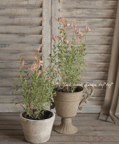 チェリーセージ 『サーモンイエロー』 『サーモンウィズピンク