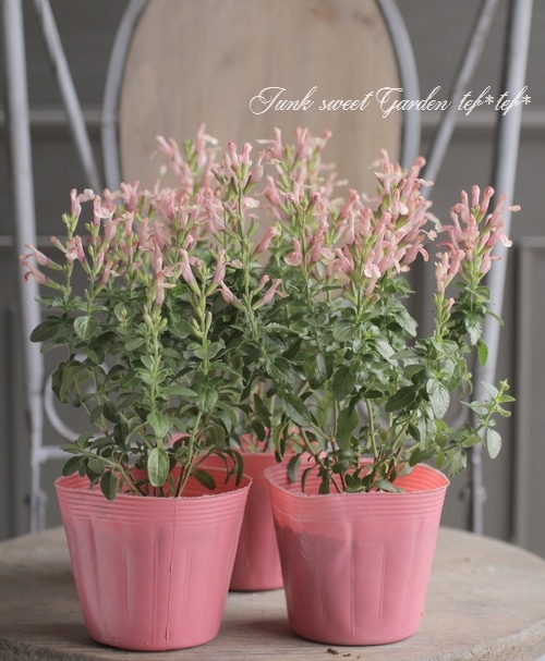 チェリーセージ 『サーモンイエロー』 『サーモンウィズピンク