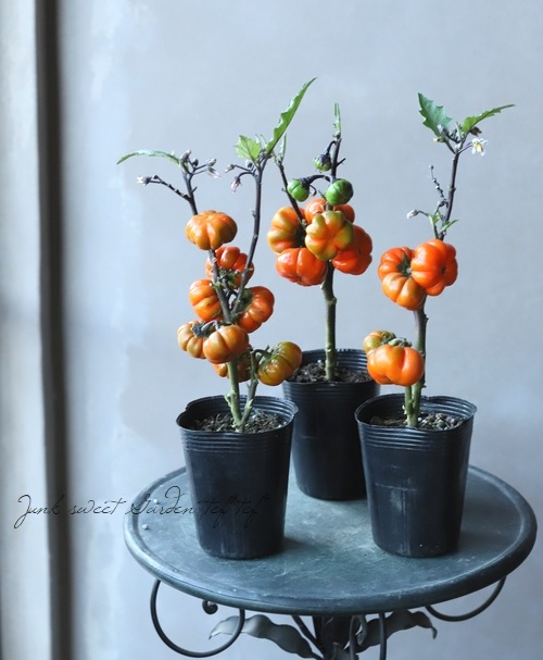 ソラナム・エチオピクム 『パンプキン』 | すべての商品 | | Junk