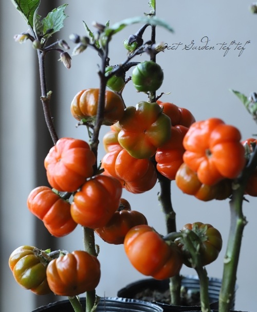 ソラナム パンプキン すべての商品 Junk Sweet Garden Tef Tef