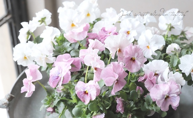 ◇フリルパンジー 花ろまん 『恋もも』 | すべての商品 | | Junk sweet