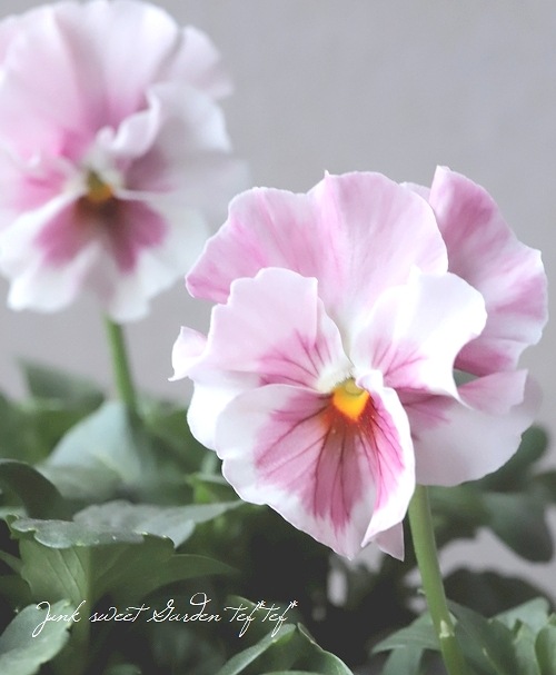 ◇フリルパンジー 花ろまん 『恋もも』 | すべての商品 | | Junk sweet