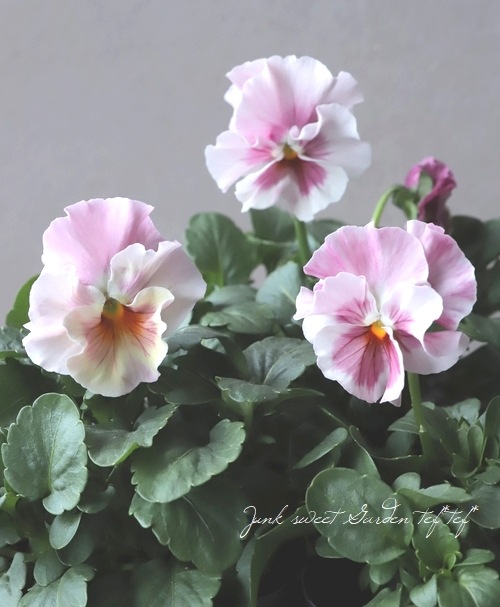 ���ե��ѥ󥸡� �֤��ޤ󡡡�������