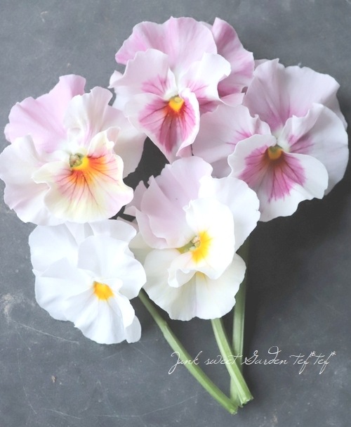 ◇フリルパンジー 花ろまん 『恋もも』 | すべての商品 | | Junk sweet