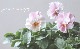 ���ե��ѥ󥸡� �֤��ޤ󡡡�������