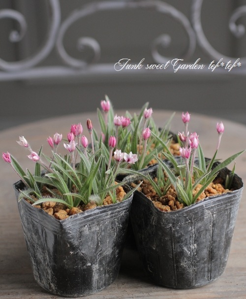 Ȭ�ź餭���åĺ� �����ɥҥݥ��������إ��塼��å׺餭��