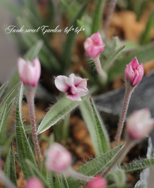 Ȭ�ź餭���åĺ� �����ɥҥݥ��������إ��塼��å׺餭��