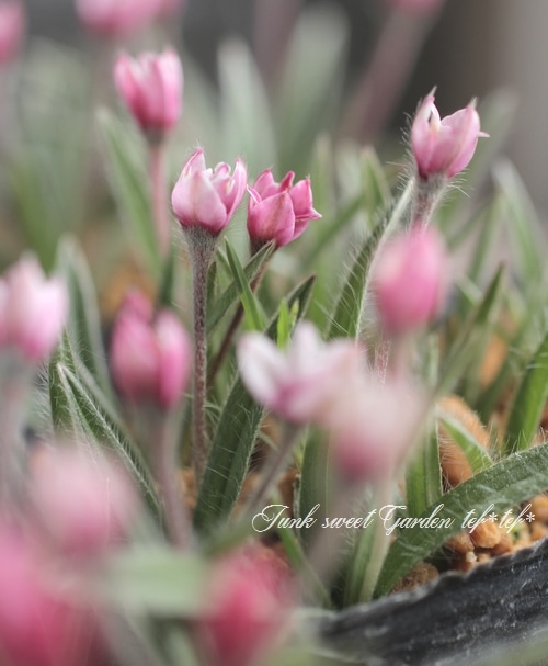 八重咲きアッツ桜 ・ロドヒポキシス 『チューリップ咲き』 | すべての