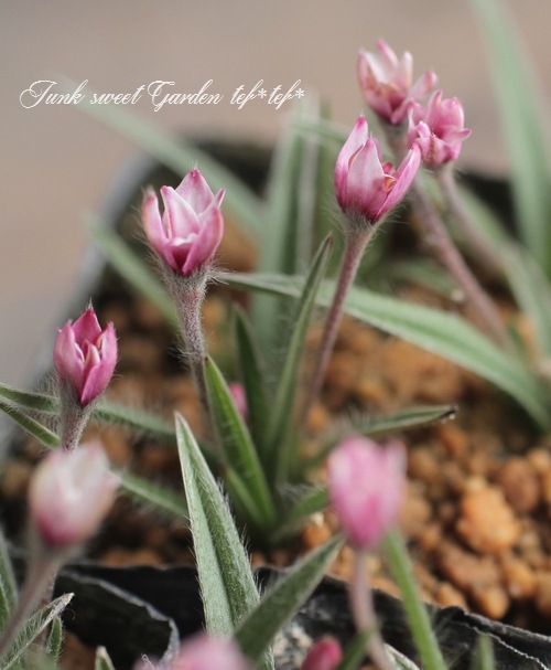 八重咲きアッツ桜 ・ロドヒポキシス 『チューリップ咲き』 | すべての